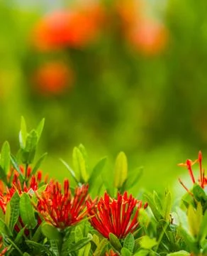 Red flower ixora Stock Photos