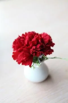 Red flower in jar Stock Photos