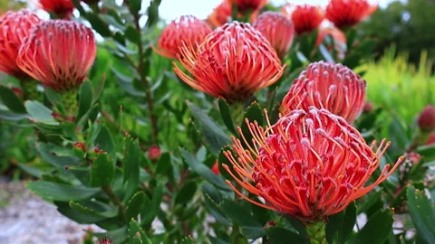 Red flower of King Proted. Stock Footage 249919004