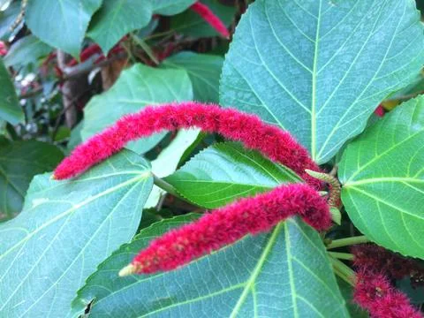 Red flower of Leaf Background Stock Photos