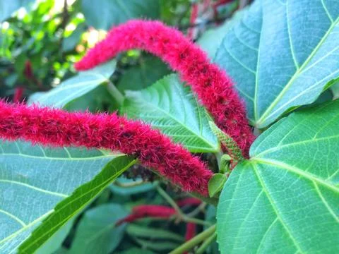 Red flower of Leaf Background Stock Photos