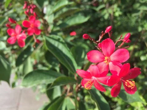 Red flower of Leaf Background Stock Photos