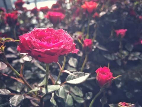 Red flower of Leaf Background. Stock Photos