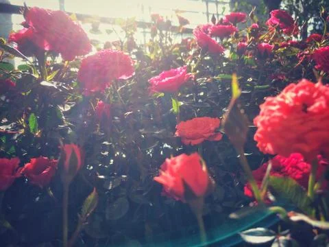 Red flower of Leaf Background. Foto stock