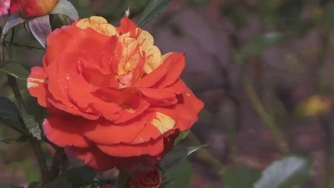 Red Flower On Left Side Видео 69240661