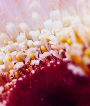 Red flower with light petals Stock Photos