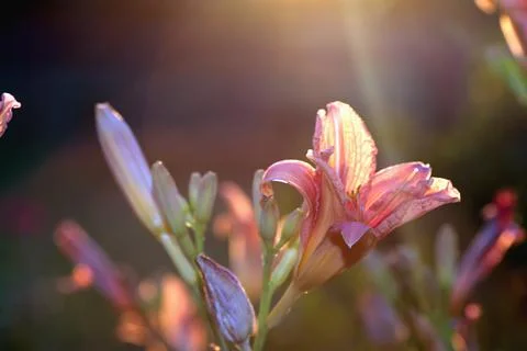 Red flower light of sunset Stock Photos