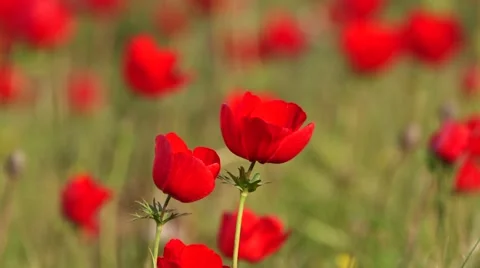 Red flower in light wind Stock Footage 57651642