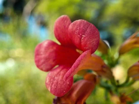 Red flower macro Stock Photos