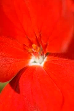 Red flower macro Stock Photos
