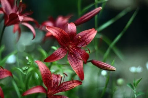 Red flower. Macro. Stock Photos