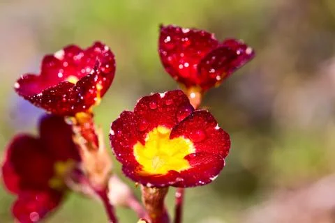 Red flower macro Stock Photos
