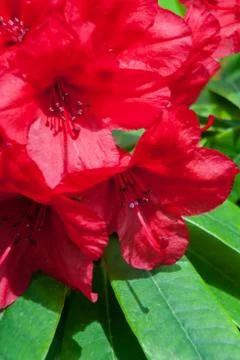 Red flower macro Stock Photos