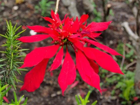 Red flower macrovision Stock Photos