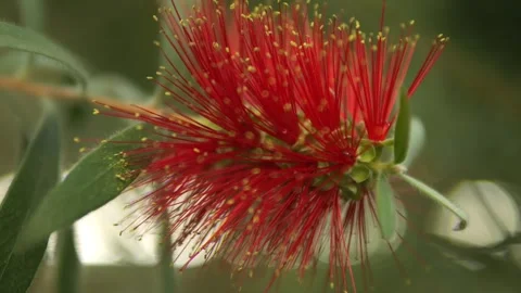 Red flower with many small white dots Stock Footage 297985306
