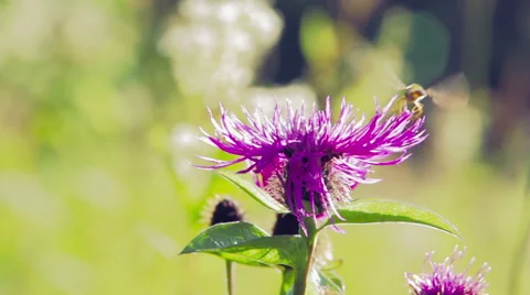 Red flower in the meadow Stock Footage 40155151