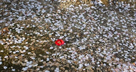 Red flower in the middle of pink cherry blossom on the floor. Japanese poetic Stock Footage 106642124