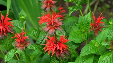 Red flower Monarda Stock Footage 94194699