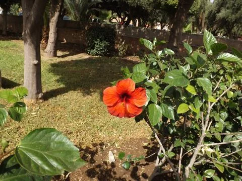 Red Flower in Morocco Stock Photos