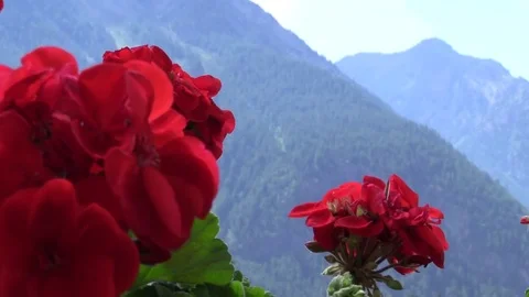 Red flower on a mountain background Stock Footage 79755237