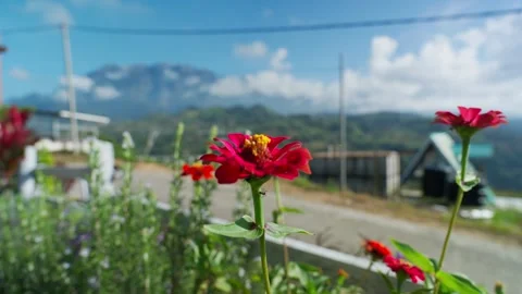 Red flower in the mountain Stock Footage 300850304