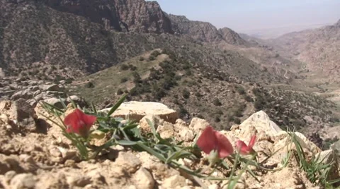 Red flower mountain panorama Stock Footage 8656138
