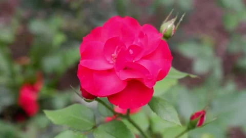 Red flower moves in the wind on a blurred background. 4k. Stock Footage 158642052