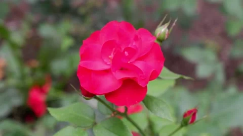 Red flower moves in the wind on a blurred background. 4k. Stock Footage 158734764