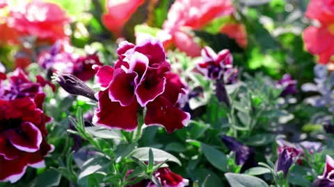A red flower moves in the wind. Plants. Stock Footage 167656775