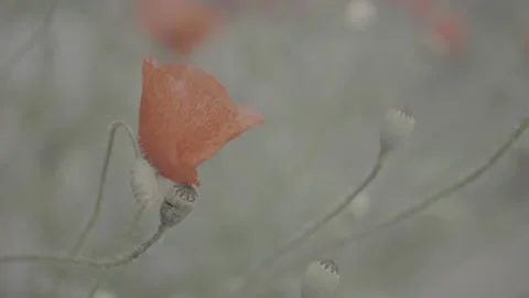 RED FLOWER MOVING IN WIND NATURAL GRASS Stock Footage 176979589