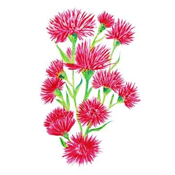 The red flower is a multi-leaved cornflower blooms in sunny Stock Illustration