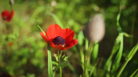 Red flower in nature Stock Footage 130482564