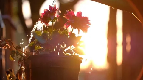Red flower near window Stock Footage 314908521