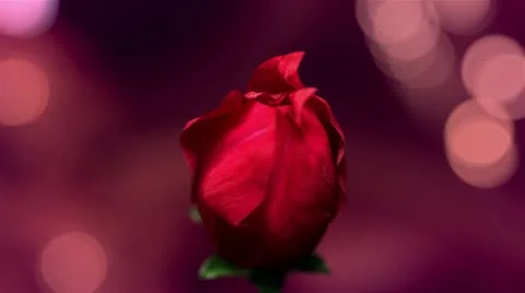 Red flower opens Stock Footage 22416373