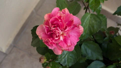 A red flower opens. 動画素材 317940085