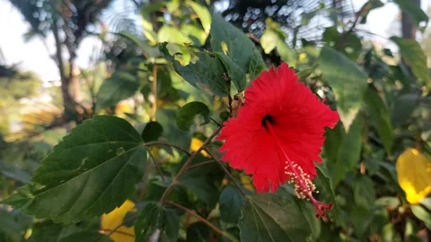 Red Flower or Hibiscus Stock Footage 284055438