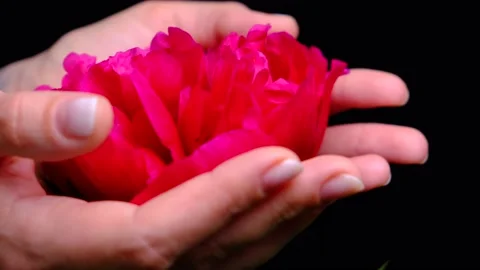 A red flower, or peony in the palms, or female hands Stock Footage 155688994