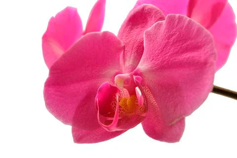 Red flower orchids Fotos de archivo