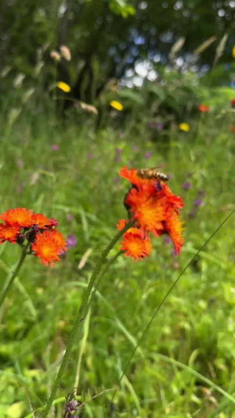 Red flower in a park with a bee on it Stock Footage 279074614