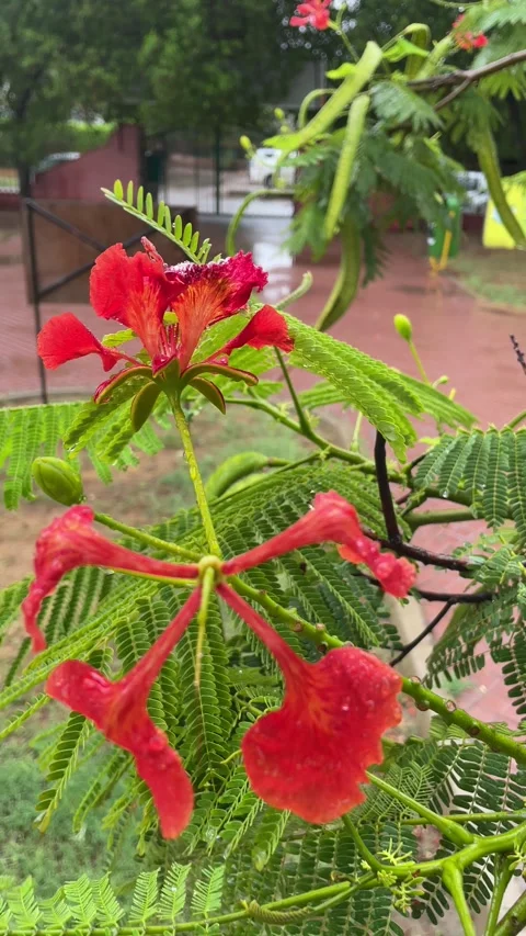 Red flower in the park Stock Footage 280641450