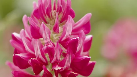 Red flower petal. Close up of spring season Stock Footage 182076086