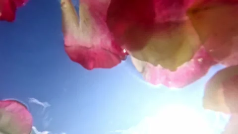Red flower petals with sky background in sunlight Stock Footage 317590413