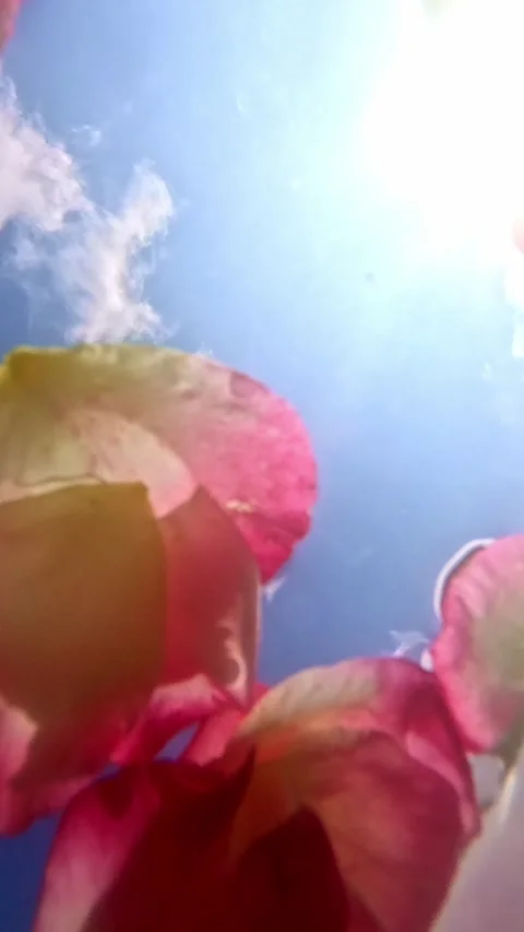 Red flower petals with sky background in sunlight Stock Footage 317910127