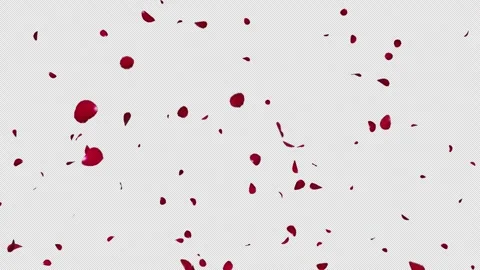 Red Flower Petals Splitting Transparent Overlay Alpha Stock Footage 343806080