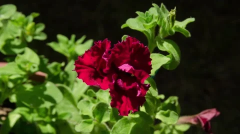 Red flower petunia timelapse Video stock 52367651