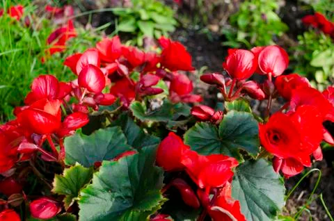 Red flower Stock Photos
