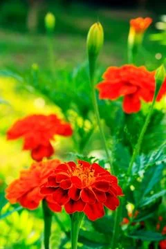 Red flower Stock Photos