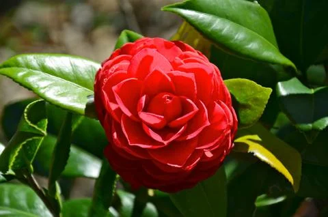 Red Flower Stock Photos