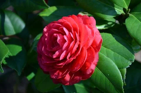 Red Flower Stock Photos
