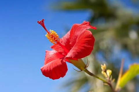 Red Flower Stock Photos